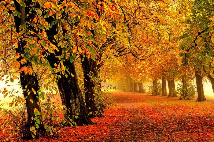 nature-forest-park-trees-98 (700x464, 278Kb)
