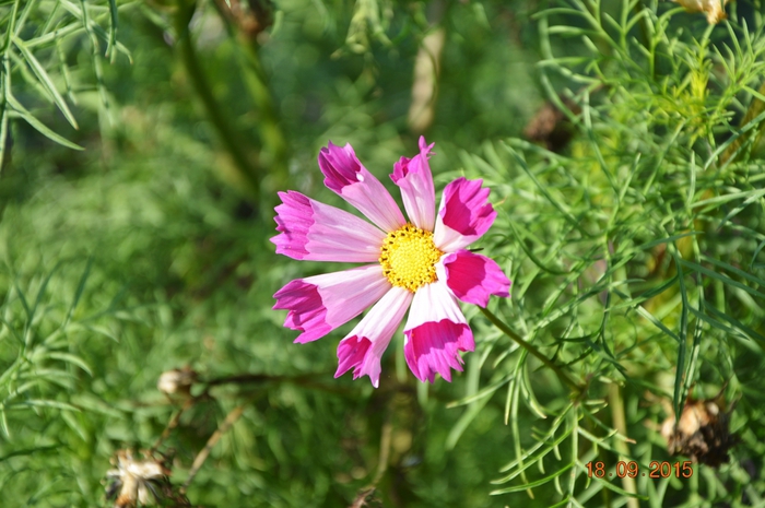3587765_DSC_5622 (700x465, 253Kb)