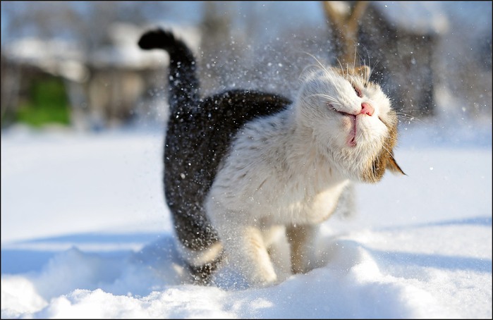 Картинки по запросу Животные которые рады снегу