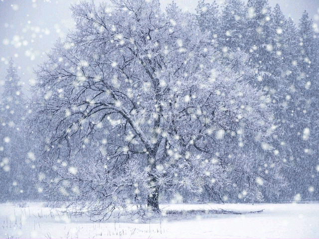 DX-Winter-Snow-Screensaver_1 (640x480, 233Kb)