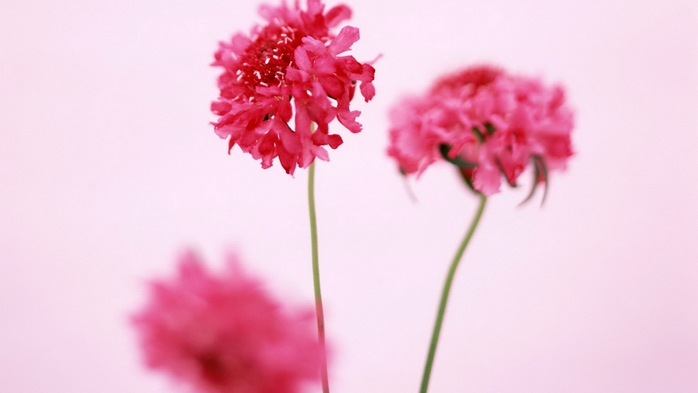 Full HD Flowers 0004 (700x393, 122Kb)