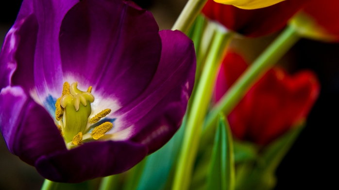 Full HD Flowers 0006 (700x393, 145Kb)