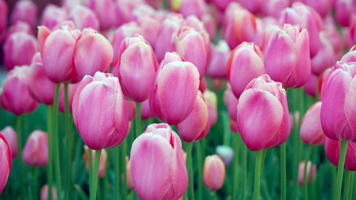 Full HD Flowers 0012 (700x393, 196Kb)