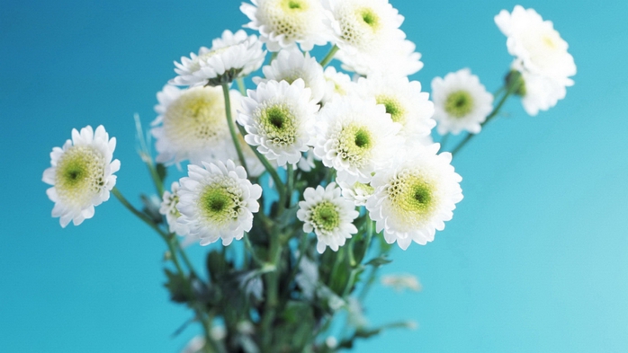 Full HD Flowers 0014 (700x393, 165Kb)