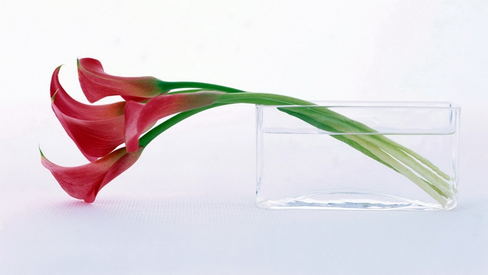 Full HD Flowers 0018 (700x393, 131Kb)