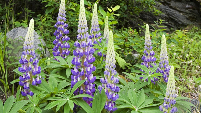 Full HD Flowers 0020 (700x393, 289Kb)