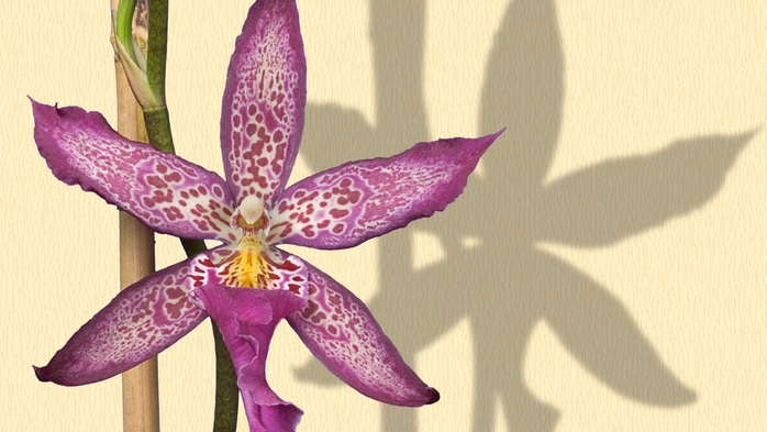 Full HD Flowers 0022 (700x393, 225Kb)