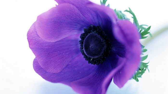 Full HD Flowers 0023 (700x393, 144Kb)