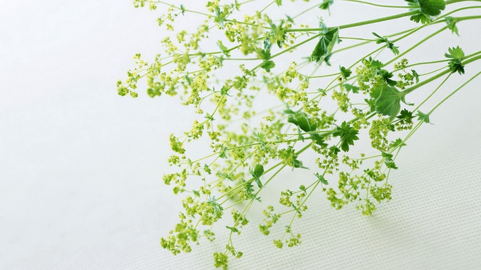 Full HD Flowers 0029 (700x393, 204Kb)