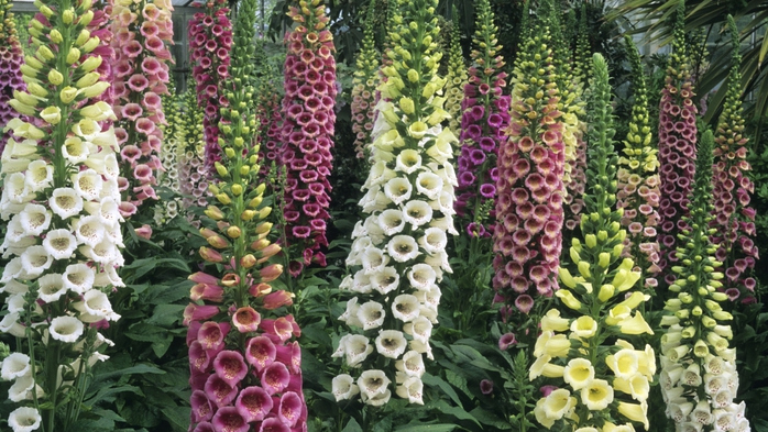 Full HD Flowers 0031 (700x393, 299Kb)