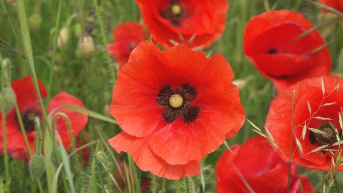 Full HD Flowers 0033 (700x393, 202Kb)