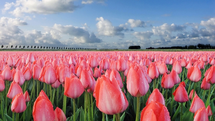 Full HD Flowers 0035 (700x393, 234Kb)