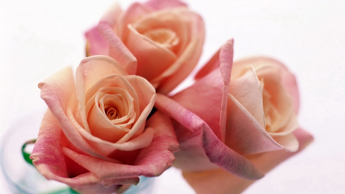 Full HD Flowers 0037 (700x393, 158Kb)