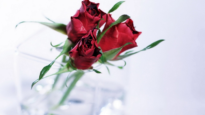 Full HD Flowers 0039 (700x393, 131Kb)