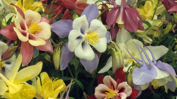 Full HD Flowers 0042 (700x393, 235Kb)