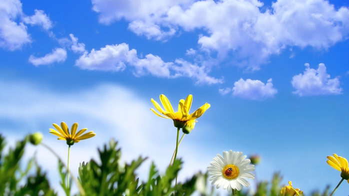 Full HD Flowers 0044 (700x393, 155Kb)
