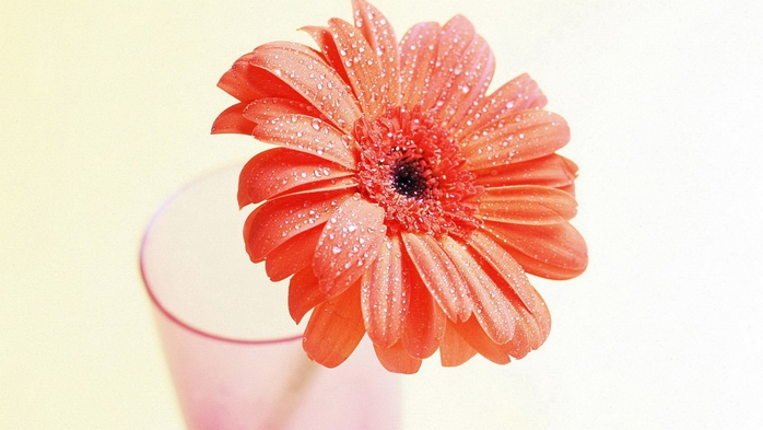 Full HD Flowers 0048 (700x393, 186Kb)