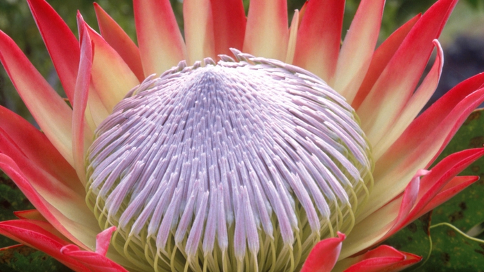 Full HD Flowers 0050 (700x393, 225Kb)
