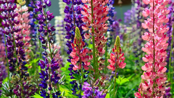 Full HD Flowers 0052 (700x393, 288Kb)