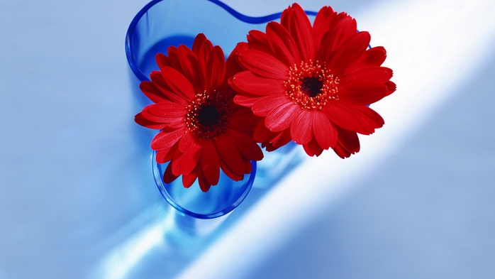 Full HD Flowers 0054 (700x393, 150Kb)