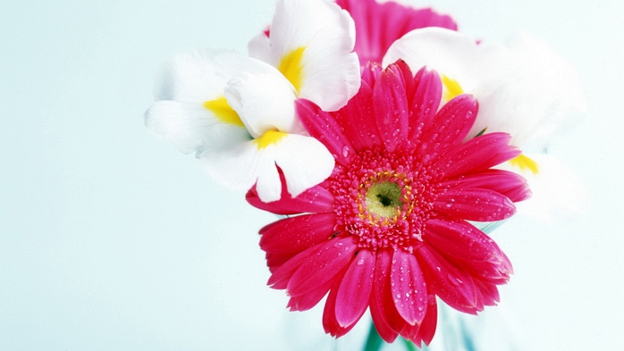 Full HD Flowers 0060 (700x393, 159Kb)