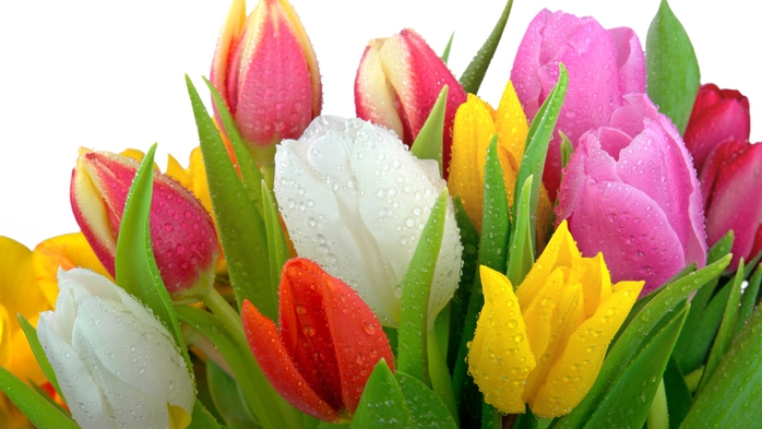 Full HD Flowers 0062 (700x393, 202Kb)
