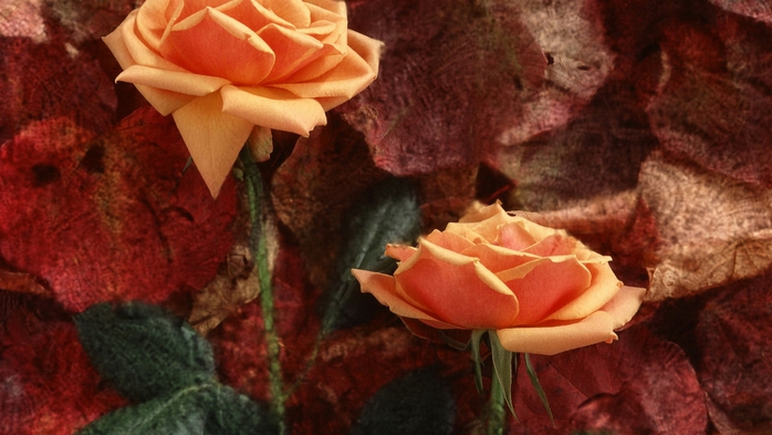 Full HD Flowers 0064 (700x393, 212Kb)