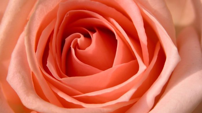 Full HD Flowers 0066 (700x393, 170Kb)