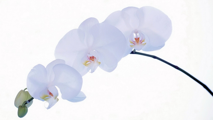 Full HD Flowers 0069 (700x393, 105Kb)