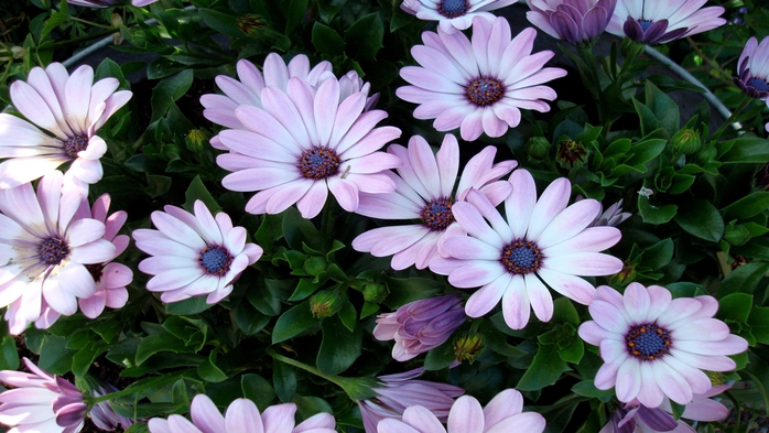 Full HD Flowers 0071 (700x393, 253Kb)
