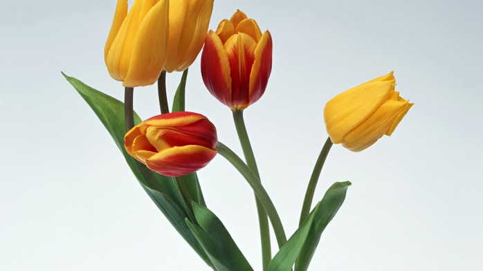 Full HD Flowers 0073 (700x393, 143Kb)
