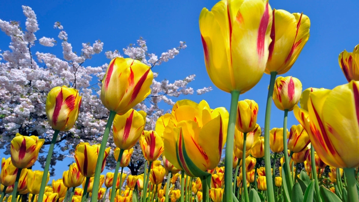 Full HD Flowers 0075 (700x393, 250Kb)