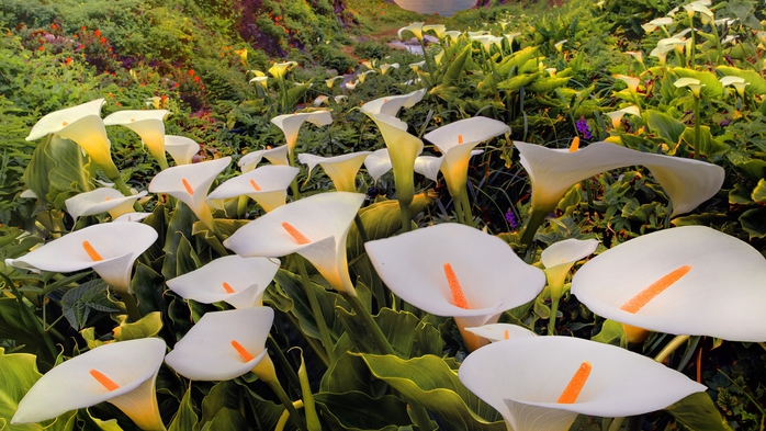 Full HD Flowers 0077 (700x393, 275Kb)