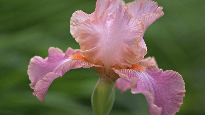 Full HD Flowers 0081 (700x393, 157Kb)