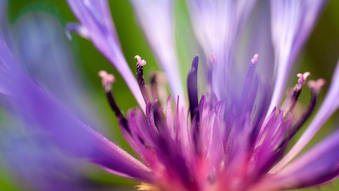 Full HD Flowers 0083 (700x393, 167Kb)