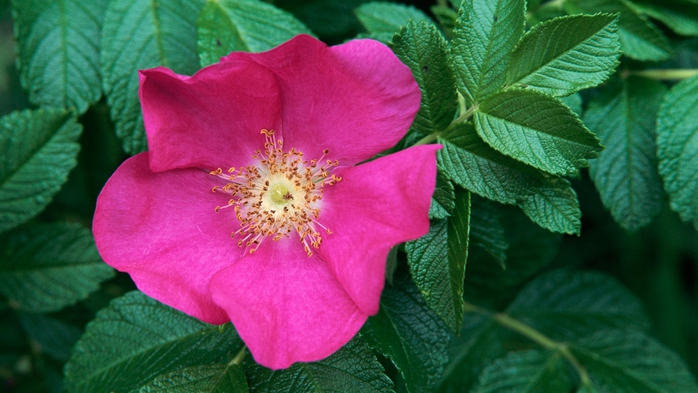 Full HD Flowers 0085 (700x393, 227Kb)
