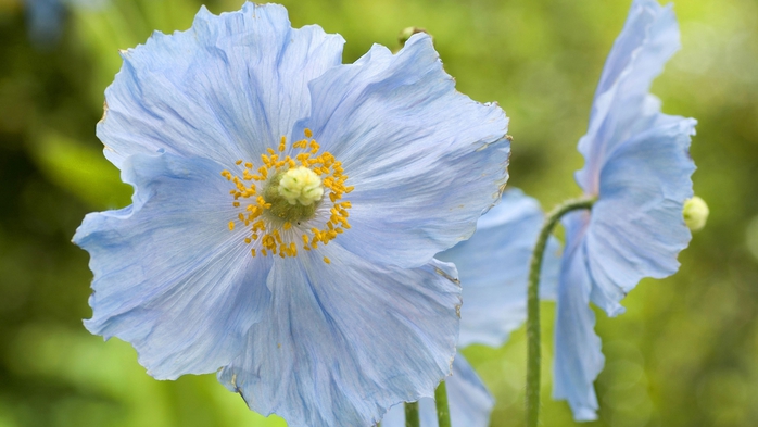 Full HD Flowers 0087 (700x393, 185Kb)