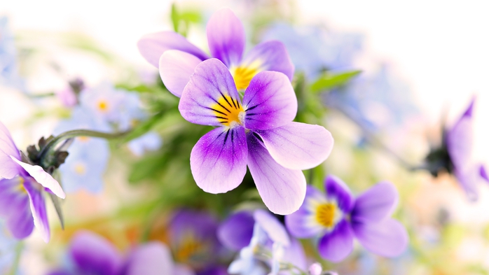 Full HD Flowers 0088 (700x393, 141Kb)
