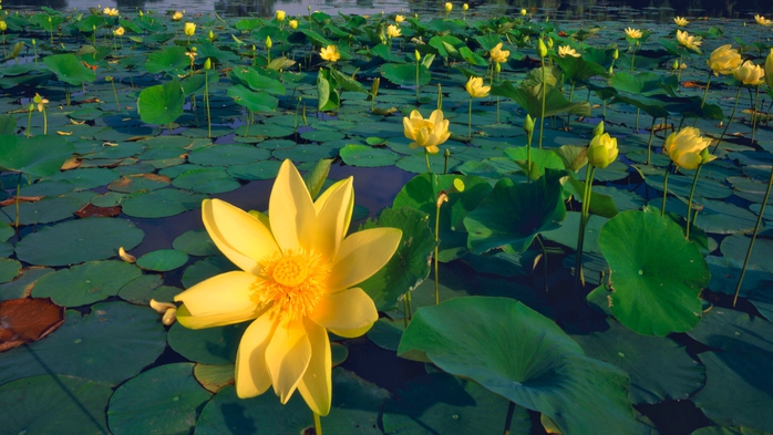 Full HD Flowers 0090 (700x393, 243Kb)