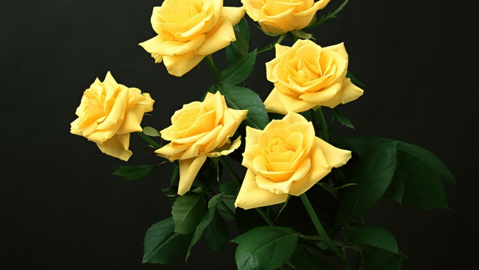 Full HD Flowers 0092 (700x393, 166Kb)