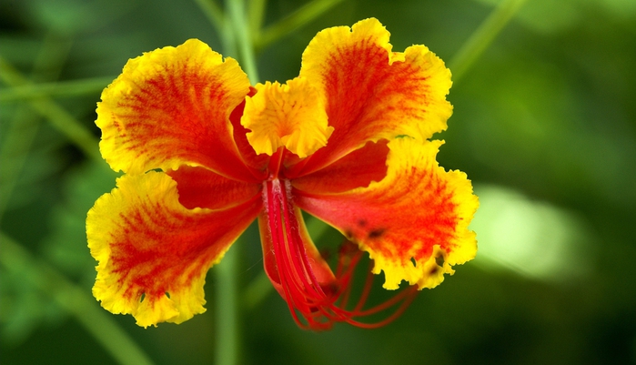 Full HD Flowers 0093 (700x401, 199Kb)