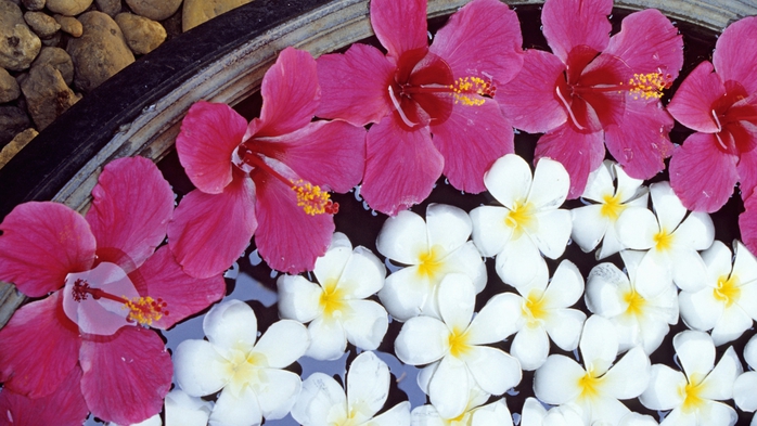 Full HD Flowers 0095 (700x393, 244Kb)