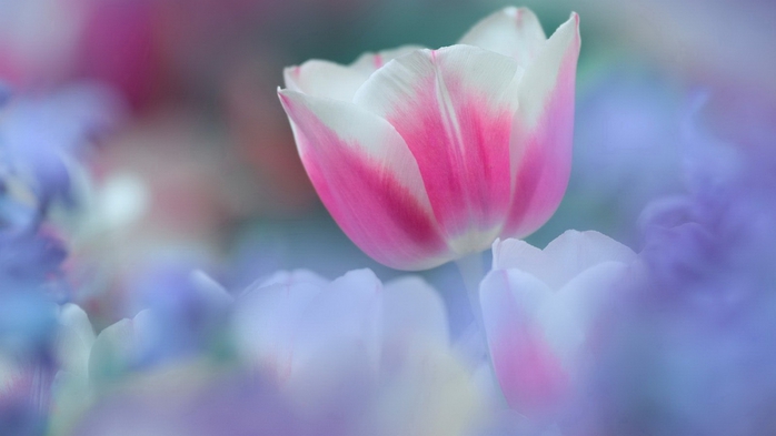 Full HD Flowers 0096 (700x393, 124Kb)