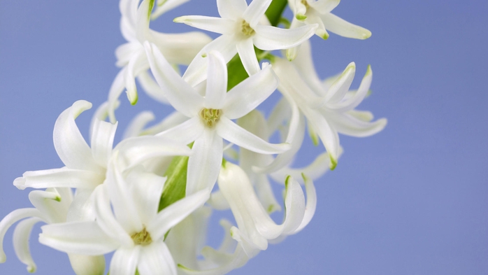 Full HD Flowers 0098 (700x393, 125Kb)