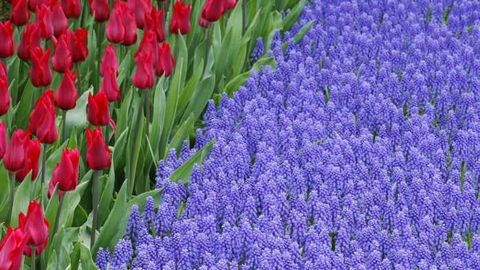 Full HD Flowers 0100 (700x393, 295Kb)