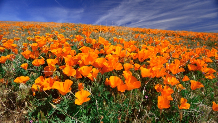 Full HD Flowers 0109 (700x393, 292Kb)