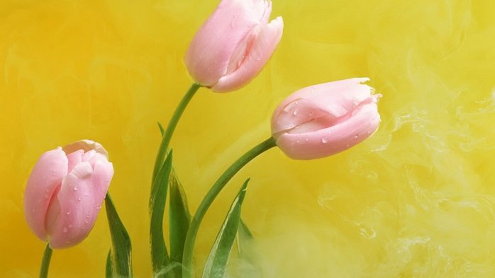 Full HD Flowers 0111 (700x393, 161Kb)