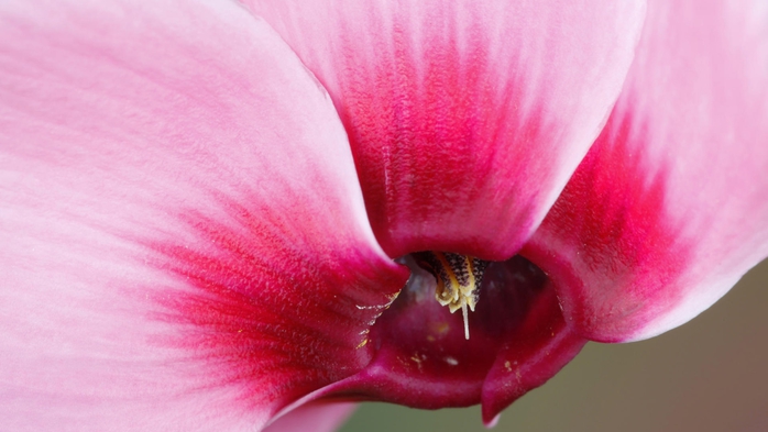 Full HD Flowers 0113 (700x393, 170Kb)