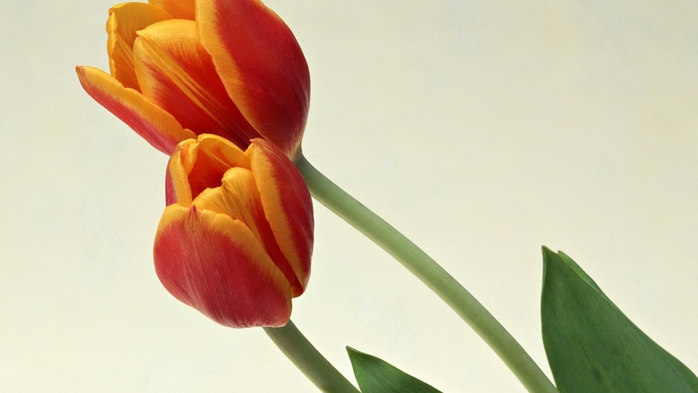 Full HD Flowers 0115 (700x393, 155Kb)
