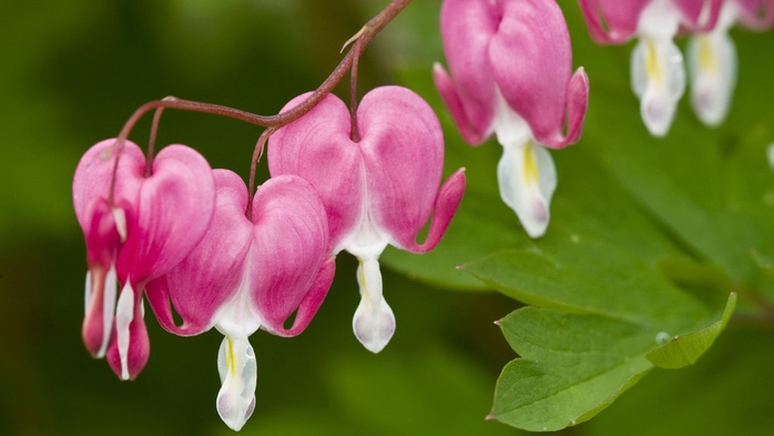 Full HD Flowers 0120 (700x393, 161Kb)